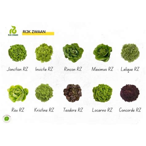 REPACKED Rijk Zwaan Lettuce Seeds (100 seeds) Enza Zaden Lettuce Seeds (100 seeds) Lalique Dabi ...