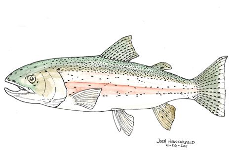 Rainbow trout watercolor by JoshHeusinkveld on DeviantArt