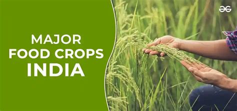 Major Food Crops in India - GeeksforGeeks