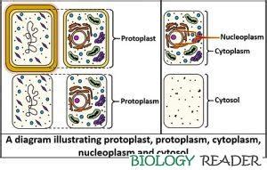 What is Protoplasm? Definition, Components, Properties & Functions ...