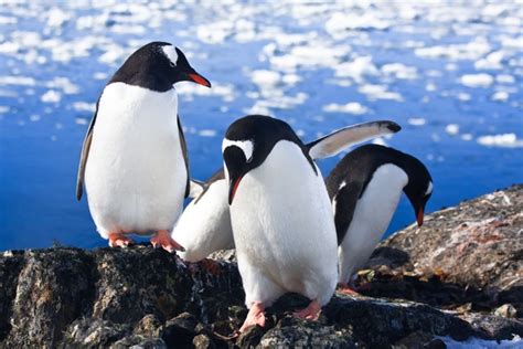 Enjoy the wildlife of Antarctica