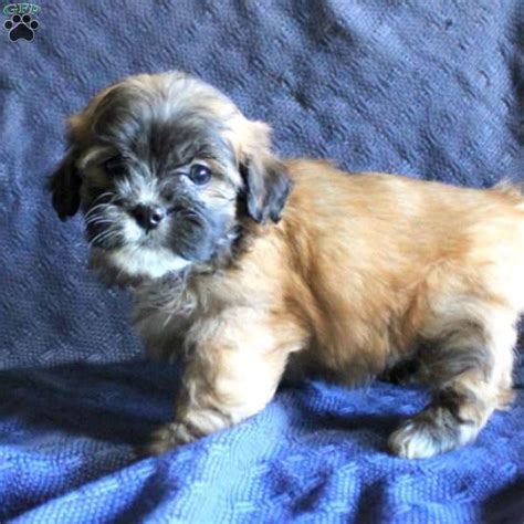 Lance - Shih-Poo Puppy For Sale in Pennsylvania