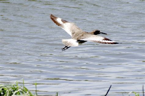 Urban Wildlife Guide: Willet