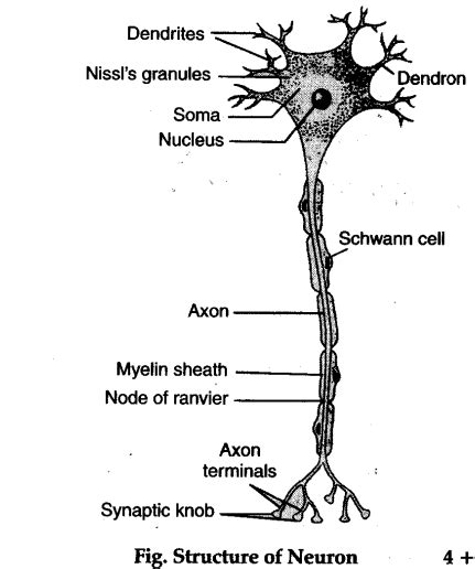 Describe the microscopic structure of a neuron. Also draw its diagram - CBSE Class 11 Biology ...