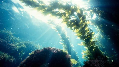 Kombu Seaweed: Properties, characteristics , benefits and more