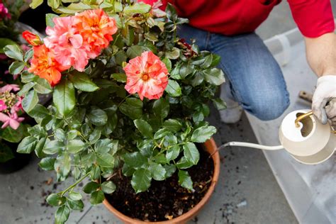 How to Grow Roses in Containers