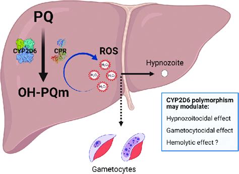 Mode of action of primaquine and the effects of CYP2D6 polymorphism.... | Download Scientific ...