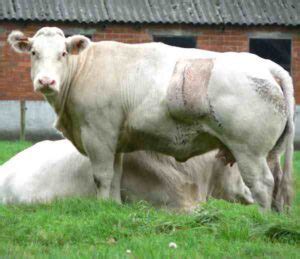 Brangus Cattle Characteristics, Uses & Origin