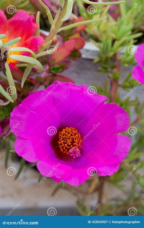 Beautiful Portulaca Oleracea Flower. Stock Image - Image of petal, little: 42854907