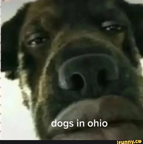 Dogs in ohio - iFunny