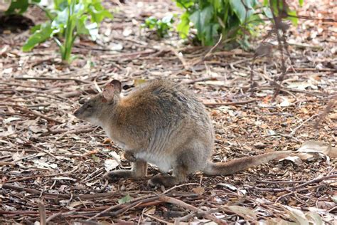 Phillip Island Wildlife Park - Animal Zoo Opening Hours & Ticket Prices