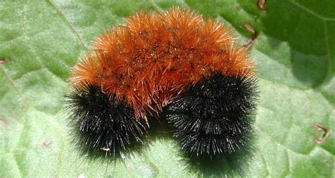 How Did A Fuzzy Caterpillar Become A Weather Forecaster? - Farmers' Almanac