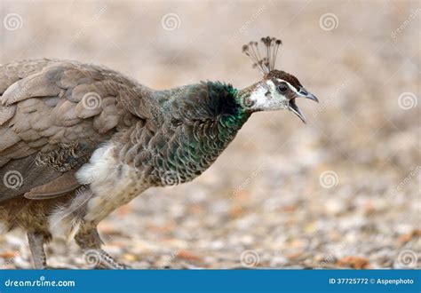 Peacock Vocalizing Stock Photography - Image: 37725772