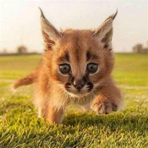 Steppe lynx baby | Cute animals, Cute baby animals, Baby animals