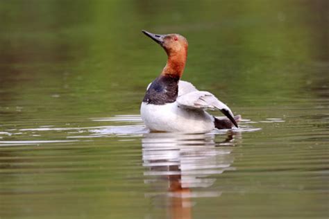 Royalty Free Canvasback Duck Pictures, Images and Stock Photos - iStock