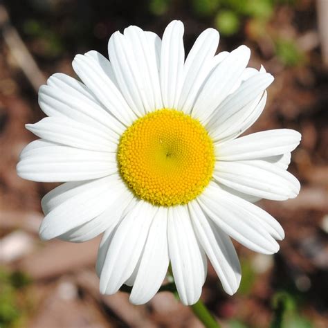 Daisy Flower Spring · Free photo on Pixabay