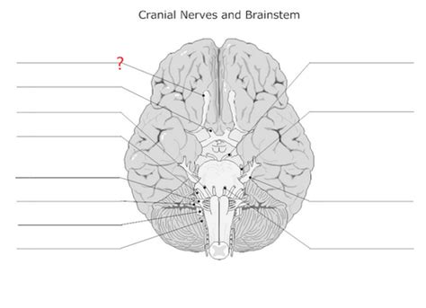 Cranial Nerve Practice Flashcards | Quizlet