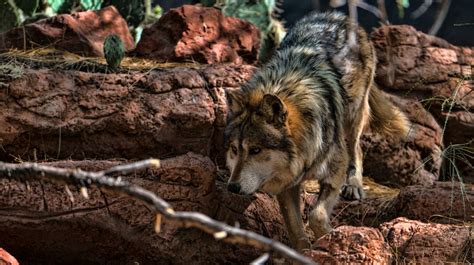 Lobo mexicano: condiciones actuales y características