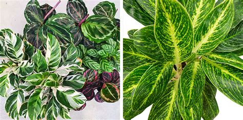 Variegated indoor plants: our top picks | Flower Power