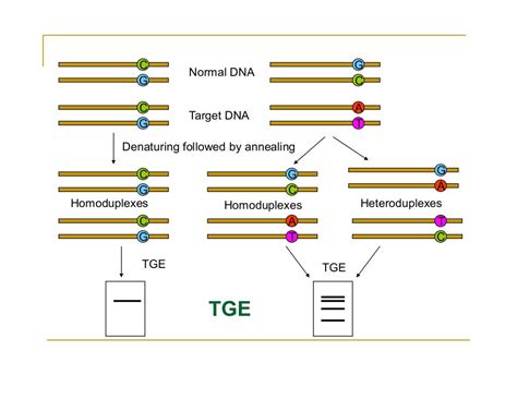 SNP Genotyping Technologies