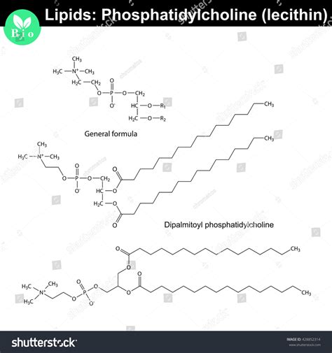 Lecithin Molecular Structure Chemical Formulas Lipids Stock ...