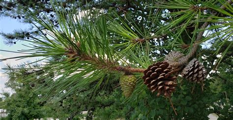 Pinus rigida (pitch pine) description - The Gymnosperm Database