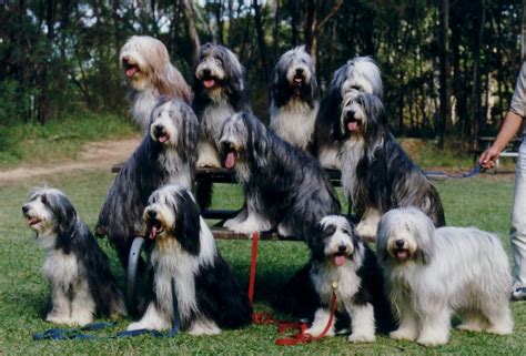 Group Bearded Collie photo and wallpaper. Beautiful Group Bearded Collie pictures