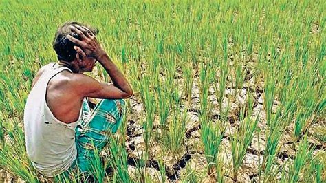 Maharashtra: Farmers will have to re-sow if rain plays truant