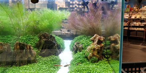 Saw this fishtank in Japan, can anyone tell me the plants used? Such a beautiful tank! : r/Aquariums