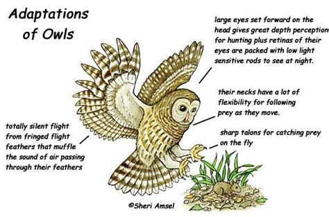 Learn about animals on Exploringnature.org | Animal adaptations, Science words, Owl