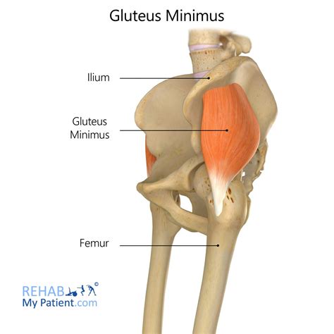 Gluteus Minimus Stretches