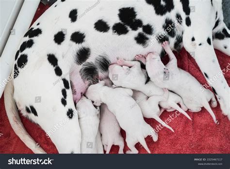 Dalmatian Puppies On Black Royalty-Free Images, Stock Photos & Pictures ...