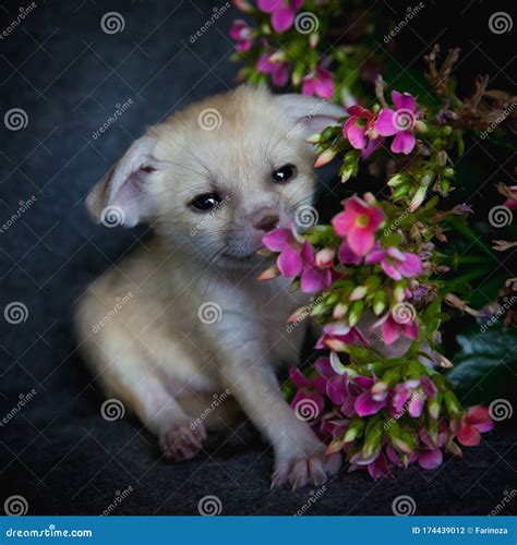 Newborn Fennec Fox Cub with Pink Flowers Stock Photo - Image of safety ...