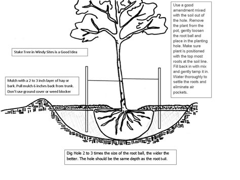 Planting A Tree Correctly • Just Fruits and Exotics