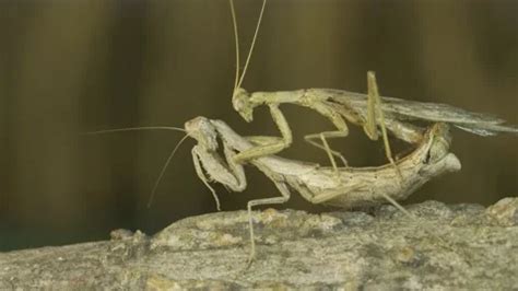 The mating process of praying mantises. ... | Stock Video | Pond5