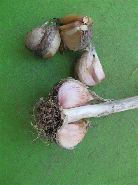 garlic varieties for the northeast Archives - Henry Homeyer