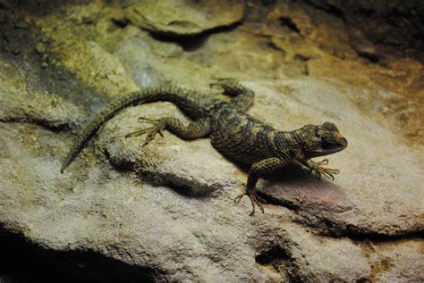 Crevice Spiny Lizard - ZooChat