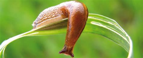 Slug slime inspires the perfect glue to hold together a broken heart - ScienceAlert