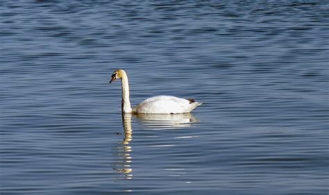 Free Images : wing, white, wave, reflection, fauna, swan, duck ...