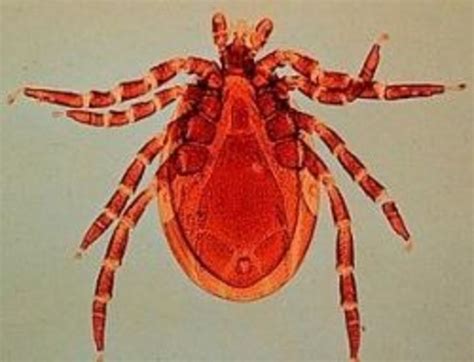 Tick Identification