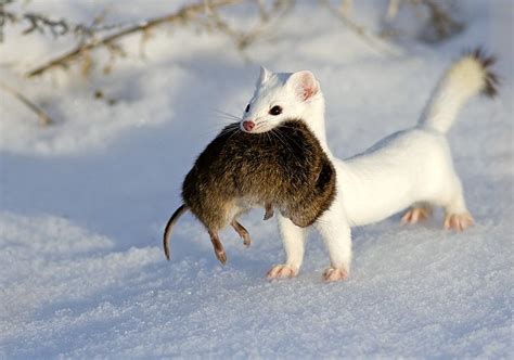 Drive To Nature: White Ermine