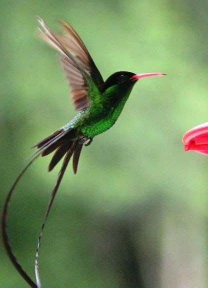 Jamaica's National Bird - Doctor Bird | Bird, Jamaica, Beautiful birds