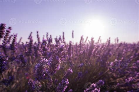 closeup purple lavender field 10371276 Stock Photo at Vecteezy