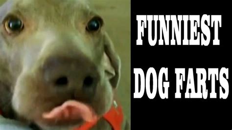 FUNNY DOG FARTS THE ULTIMATE COMPILATION [ NEW HD ] - YouTube