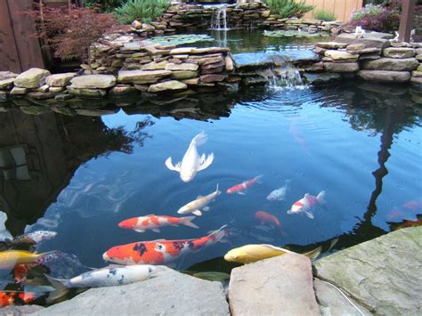 Koi Pond Care for the Summer - Nualgi Ponds | Koi pond design, Pond ...