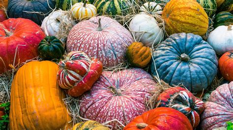 Fall Background With Pumpkins – Telegraph