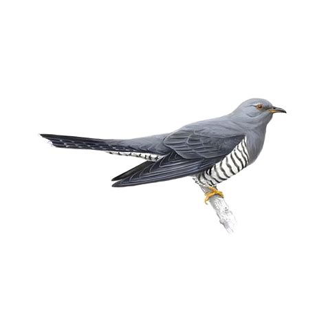 Cuckoo Bird Facts | Cuculus Canorus