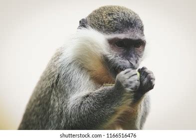 Small Monkey Eats Leaf Wild Stock Photo 1166516476 | Shutterstock