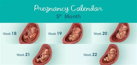 5 Months Pregnant: Symptoms and Foetal Development | Pampers UK