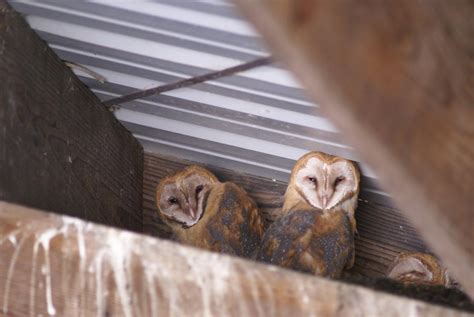 Mendonoma Sightings: Barn Owl babies, three weeks later